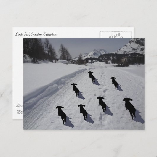 Engadine Dachshund March Briefkaart (Voorkant / Achterkant)