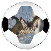 Enge Kaken: Australische Krokodil Springt Voetbal (Gedraaid)