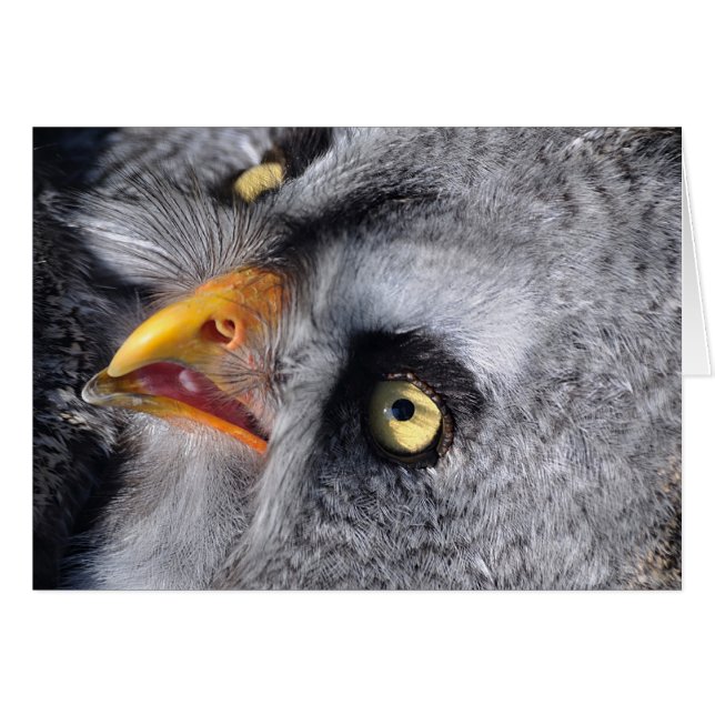Enge oog (Voorkant Horizontaal)