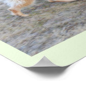 Engel de Elzasser hond Poster (Hoek)