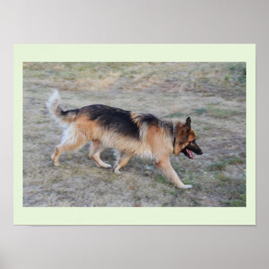 Engel de Elzasser hond Poster (Voorkant)