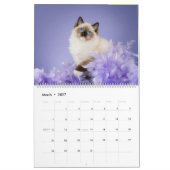 Engelachtige Ragdoll Katten Kalender (Mar 2027)