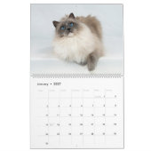 Engelachtige Ragdoll Katten Kalender (Jan 2027)