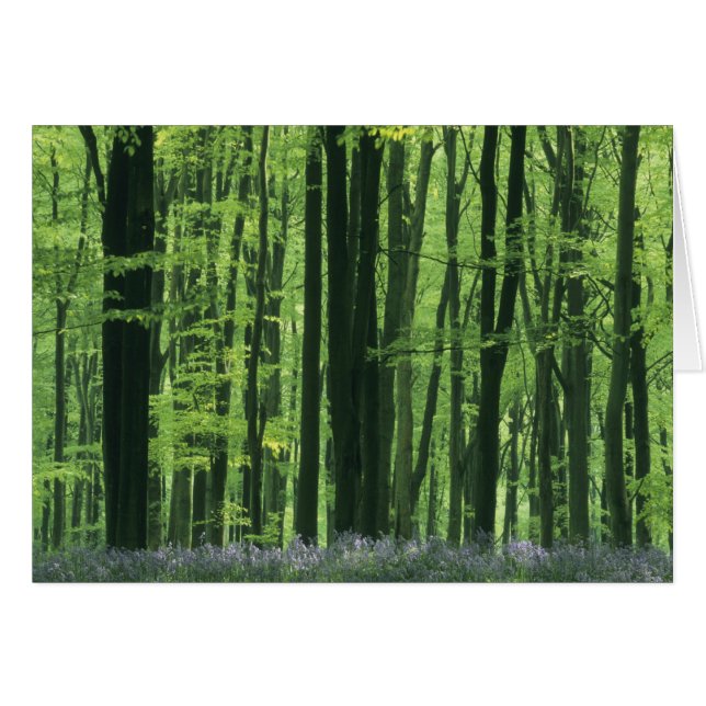 Engeland, Beukenbos & Blauwe klokjes (Voorkant Horizontaal)