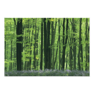 Engeland, Beukenbos & Blauwe klokjes Foto Afdruk