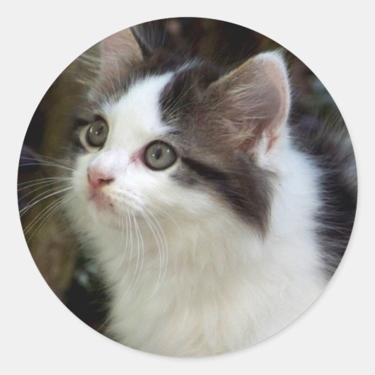 Engelen met whiskers (kitten) Stickers (Voorkant)
