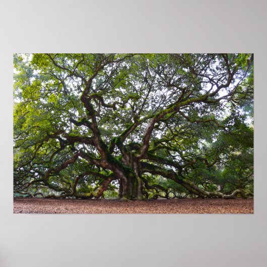 Engeleneik op Johns Island, South Carolina Poster (Voorkant)