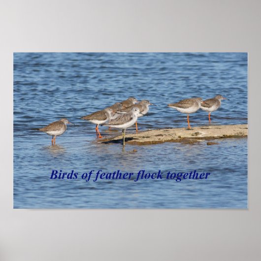 Engels Bird Proverb Poster (Voorkant)