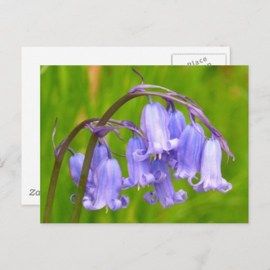 Engels Bluebell Flower Briefkaart (Voorkant / Achterkant)