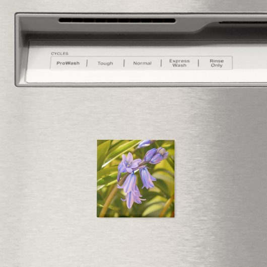 Engels Bluebells Magnet (Insitu (Vaatwasser))