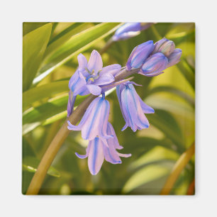Engels Bluebells Magnet