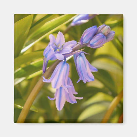 Engels Bluebells Magnet (Voorkant)