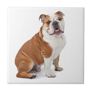 Engels British Bulldog Tegeltje