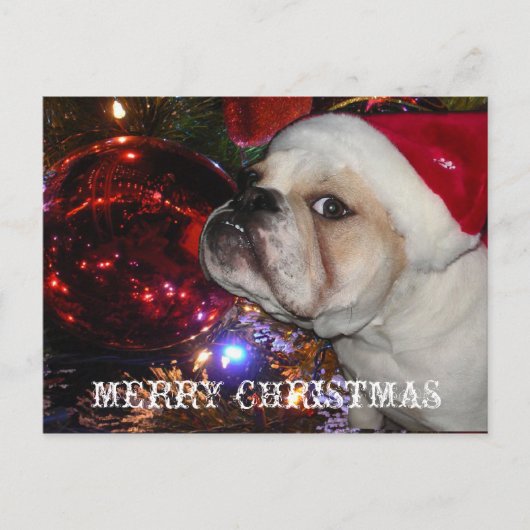 Engels Bulldog Christmas Feestdagenkaart (Voorkant)
