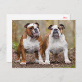 Engels Bulldog Puppy Dog Blank Briefkaart (Voorkant / Achterkant)