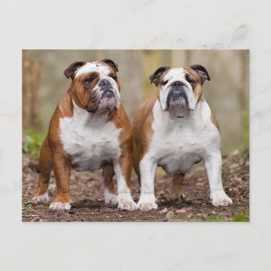 Engels Bulldog Puppy Dog Blank Briefkaart (Voorkant)