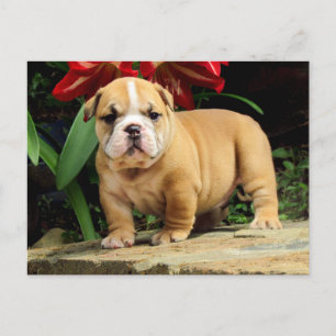 Engels Bulldog Puppy Dog Blank Briefkaart
