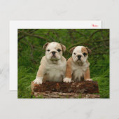 Engels Bulldog Puppy Dog Blank Briefkaart (Voorkant / Achterkant)