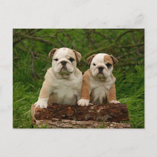 Engels Bulldog Puppy Dog Blank Briefkaart (Voorkant)