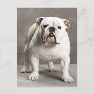 Engels Bulldog Puppy Dog Blank Briefkaart