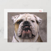 Engels Bulldog Puppy Dog Blank Briefkaart (Voorkant / Achterkant)