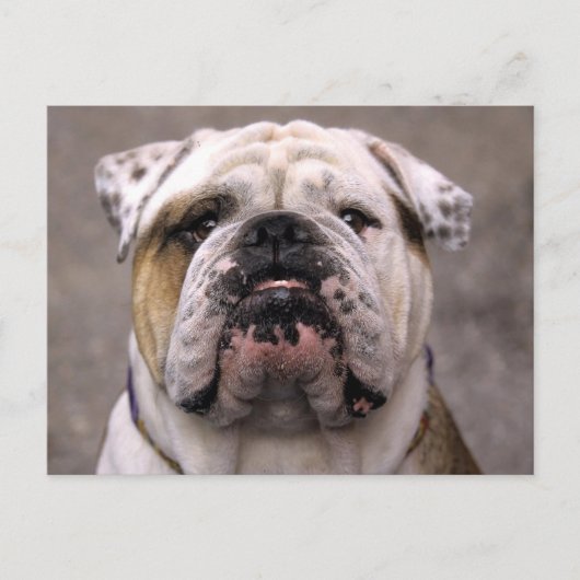 Engels Bulldog Puppy Dog Blank Briefkaart (Voorkant)