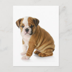 Engels Bulldog Puppy Dog Blank Greeting Briefkaart