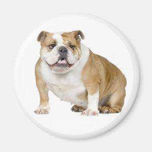 Engels Bulldog Puppy Dog Magnet