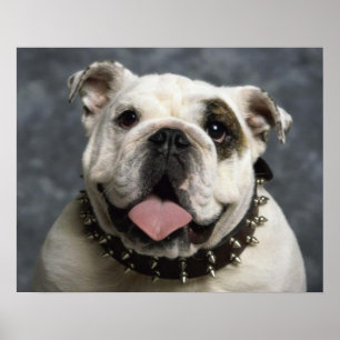 Engels Bulldog Puppy Dog Portrait Poster