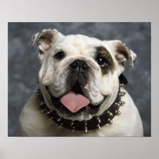 Engels Bulldog Puppy Dog Portrait Poster (Voorkant)