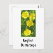 Engels Buttercups Briefkaart (Voorkant / Achterkant)
