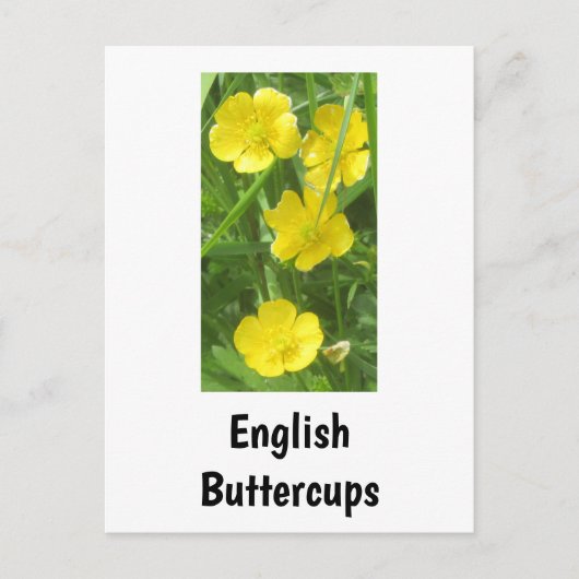Engels Buttercups Briefkaart (Voorkant)