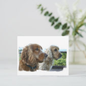 Engels Cocker Spaniel Briefkaart (Staand voorkant)
