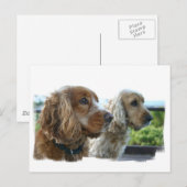 Engels Cocker Spaniel Briefkaart (Voorkant / Achterkant)