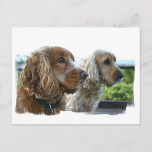 Engels Cocker Spaniel Briefkaart