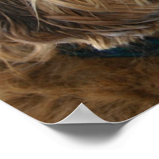 Engels Cocker Spaniel Dog Poster (Hoek)