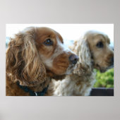 Engels Cocker Spaniel Dog Poster (Voorkant)