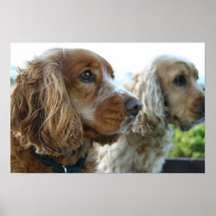 Engels Cocker Spaniel Dog Poster