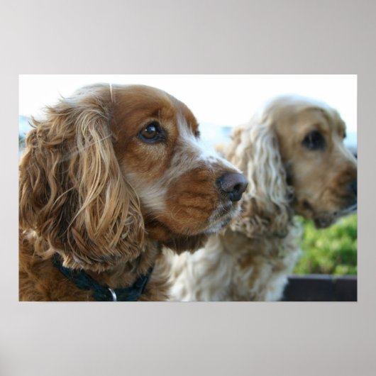 Engels Cocker Spaniel Dog Poster (Voorkant)