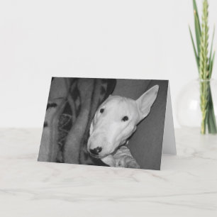 Engels die Bull terrier onder een Deken wordt Kaart