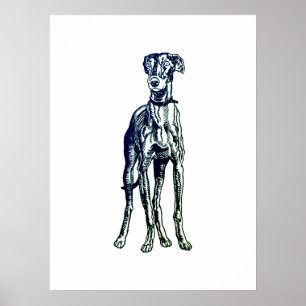 Engels Greyhound Breed Poster