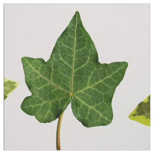Engels Ivy Leaves Stof (Swatch)