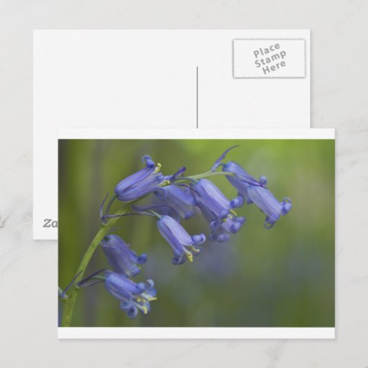 Engels Klokje Briefkaart (Voorkant / Achterkant)