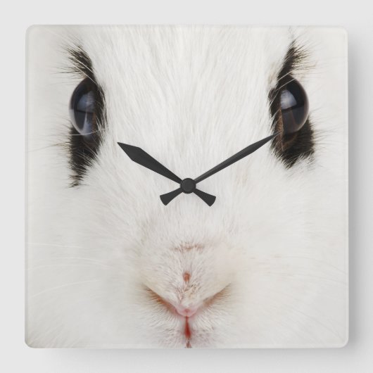 Engels konijn (Oryctolagus cuniculus) Vierkante Klok (Voorkant)