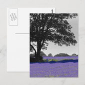 Engels lavender veld briefkaart (Voorkant / Achterkant)