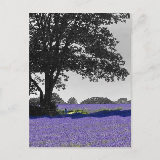 Engels lavender veld briefkaart (Voorkant)