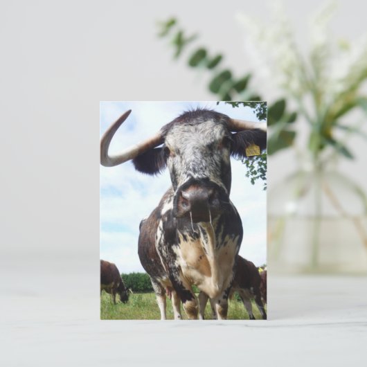 Engels Longhorn Cattle Cow Briefkaart (Staand voorkant)