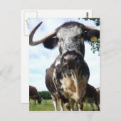 Engels Longhorn Cattle Cow Briefkaart (Voorkant / Achterkant)