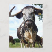 Engels Longhorn Cattle Cow Briefkaart (Voorkant)