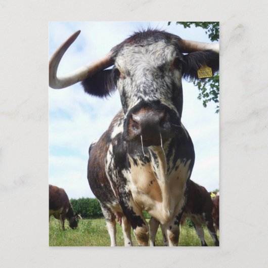 Engels Longhorn Cattle Cow Briefkaart (Voorkant)